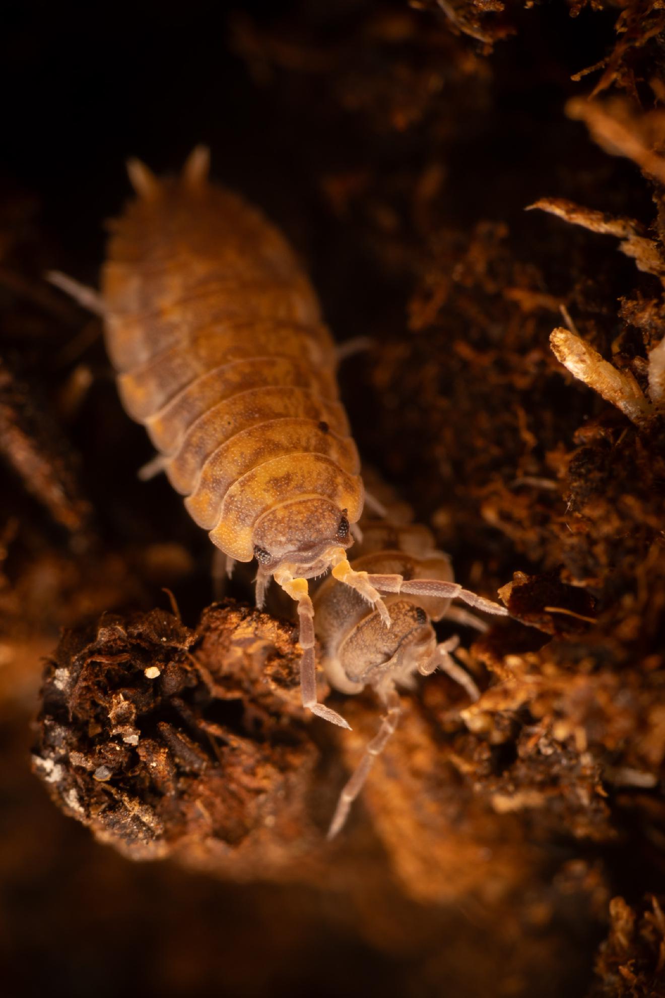 Common Rough Woodlouse – No. 5