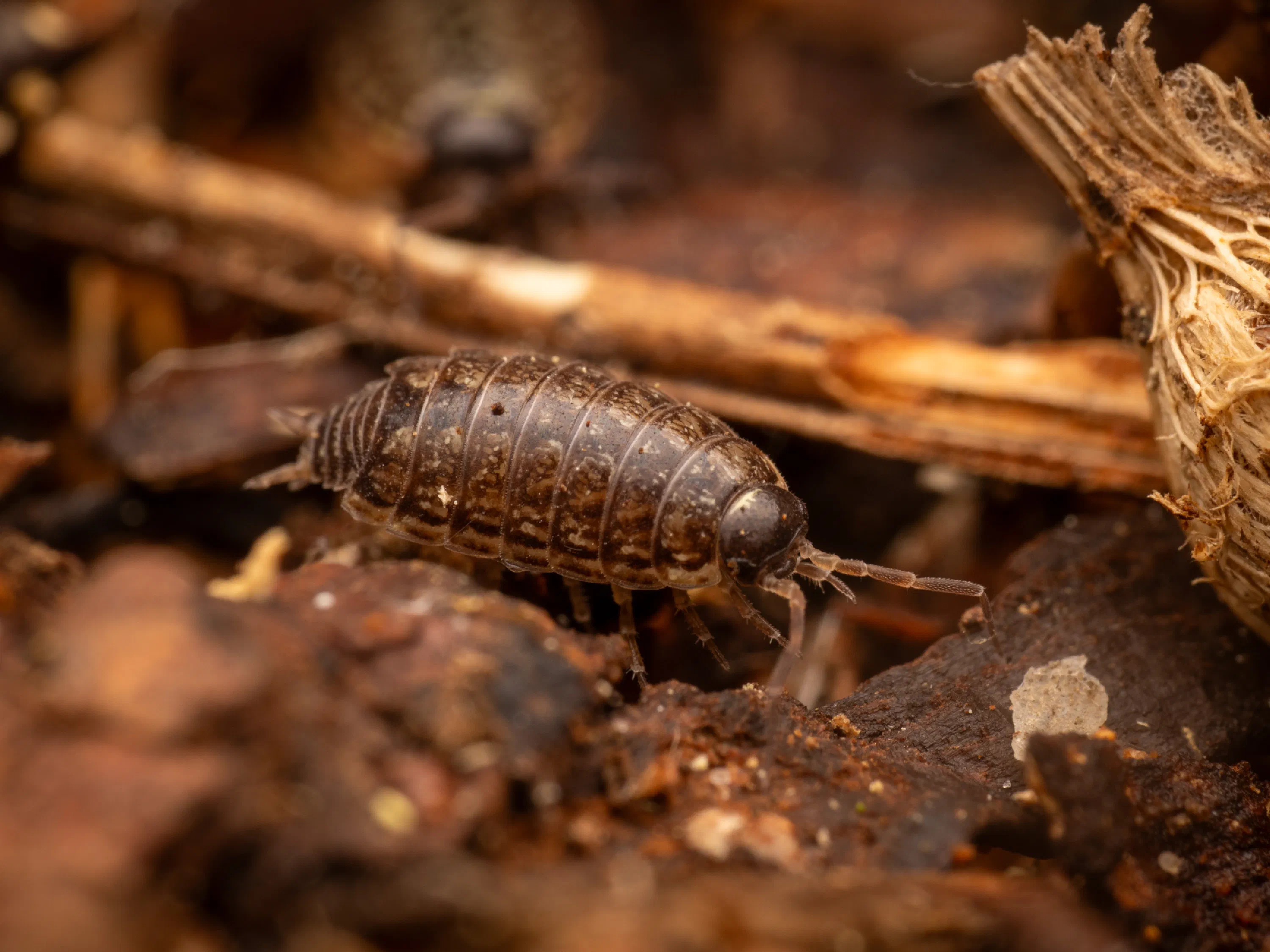 Philoscia muscorum