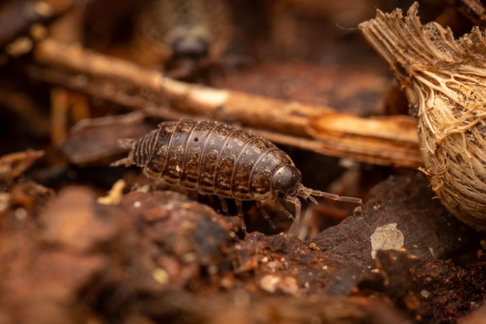 July 7, 2024 – Issue No. 324
– Issue No. 324: “Common Striped Woodlouse“ Common Striped Woodlouse