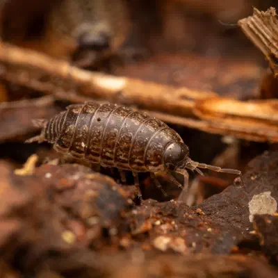 Common Striped Woodlouse