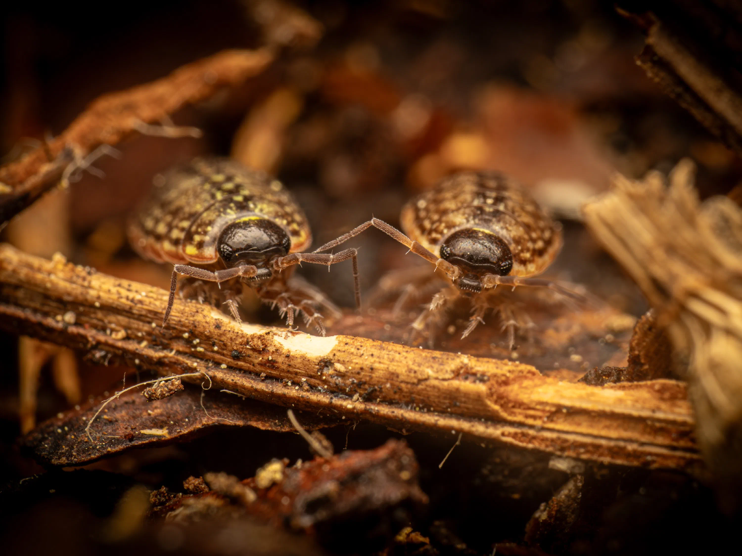 Philoscia muscorum