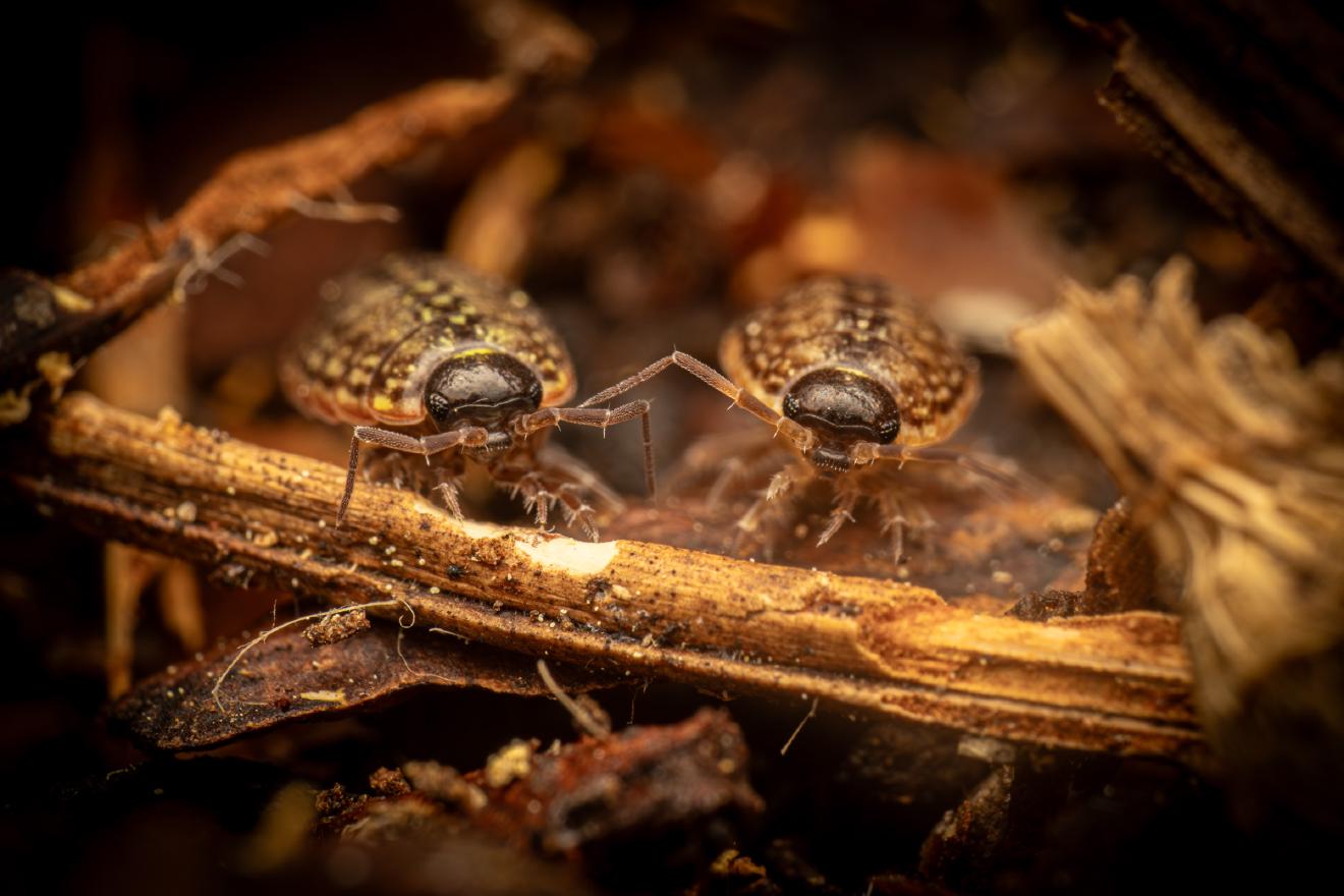 Common Striped Woodlouse – No. 2