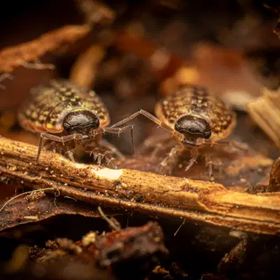 Common Striped Woodlouse