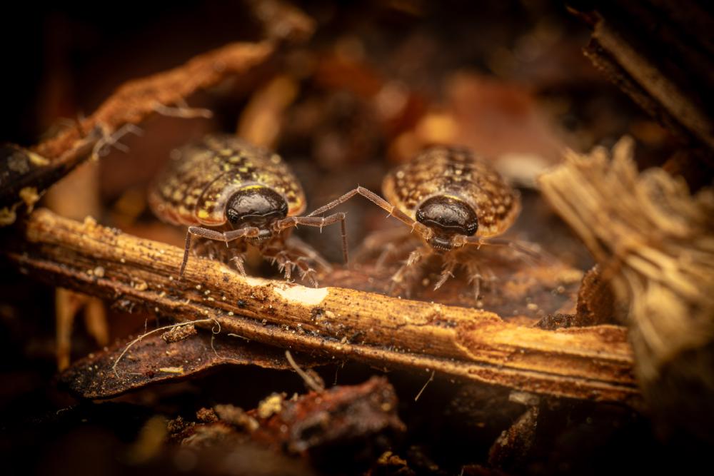 July 6, 2024 – Issue No. 323
– Issue No. 323: “Common Striped Woodlouse“ Common Striped Woodlouse