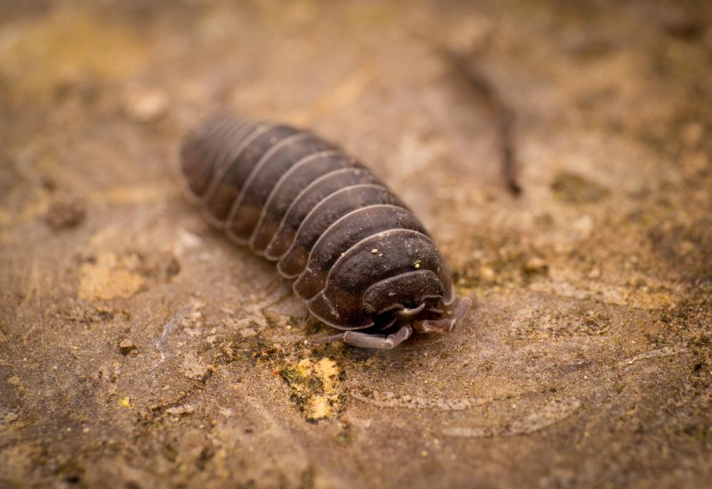 July 21, 2024 – Issue No. 338
– Issue No. 338: “Pill Woodlice“ Pill Woodlice