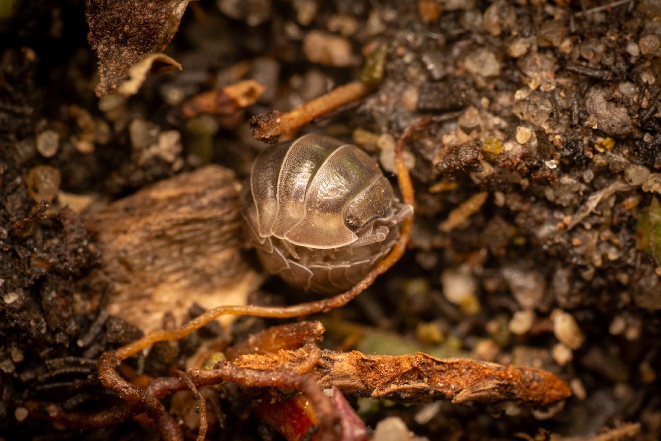 Pill Woodlice – No. 2