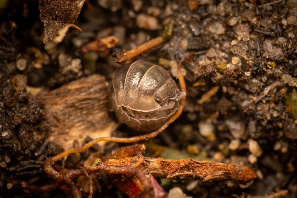 June 20, 2025 – Issue No. 672
– Issue No. 672: “Pill Woodlice“ Pill Woodlice
