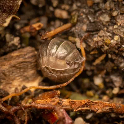 Pill Woodlice