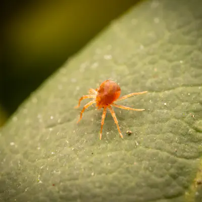 Anystidae