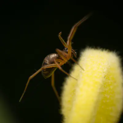 Sheetweb and Dwarf Weavers