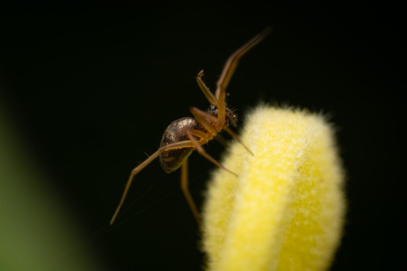 Garden Hammock Spider – No. 1