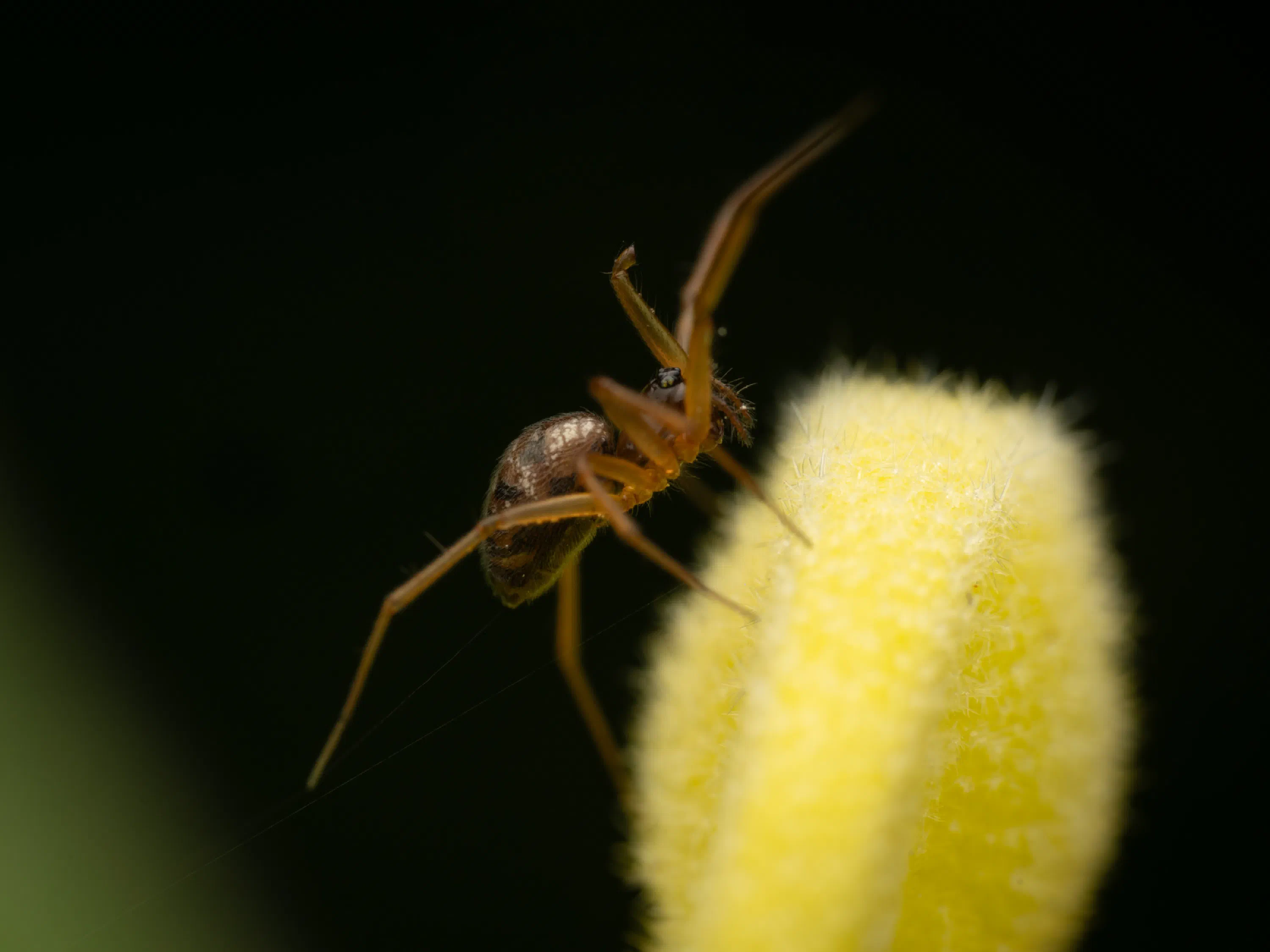 Linyphia hortensis