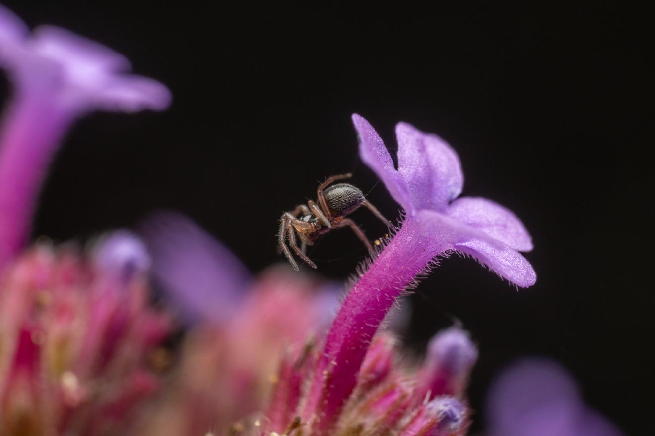 Garden Hammock Spider – No. 1