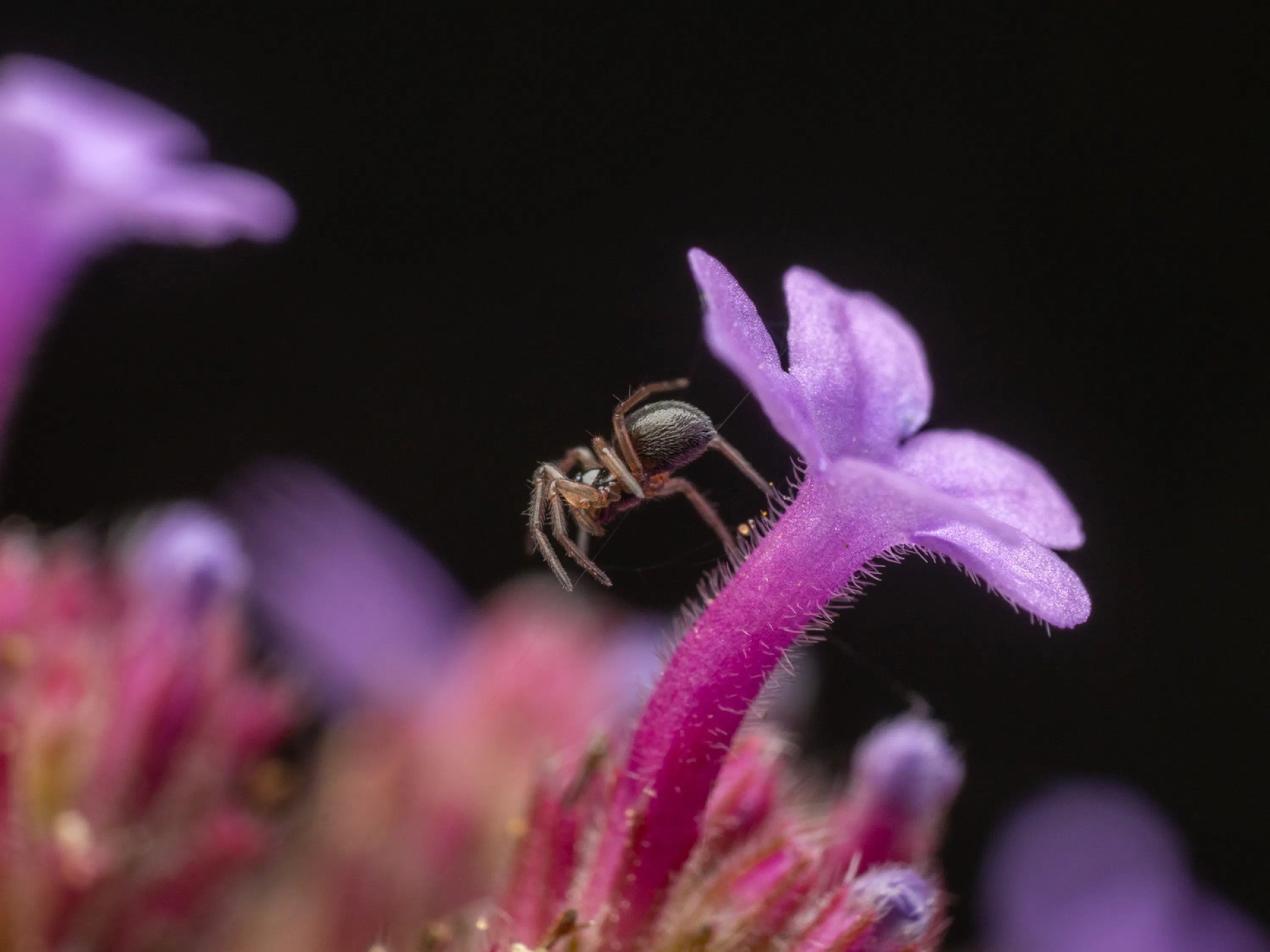 Linyphia hortensis