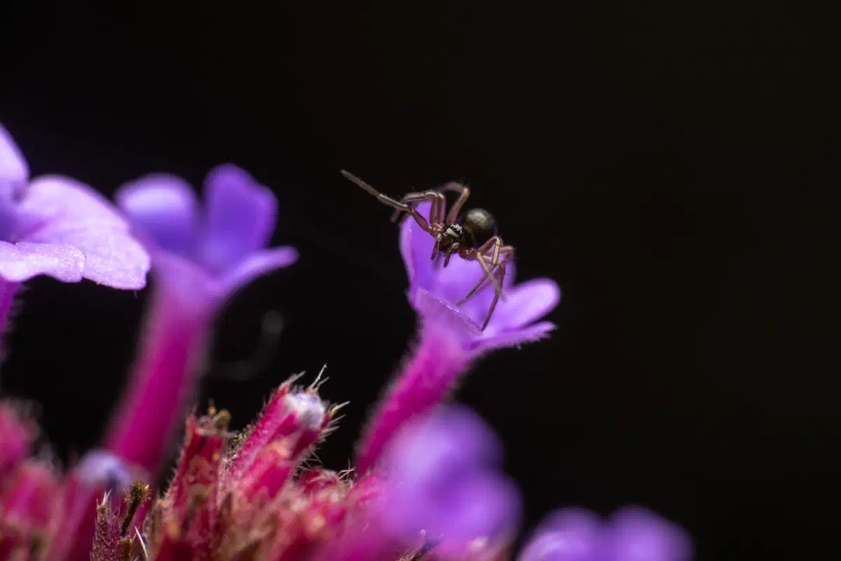 Garten-Baldachinspinne