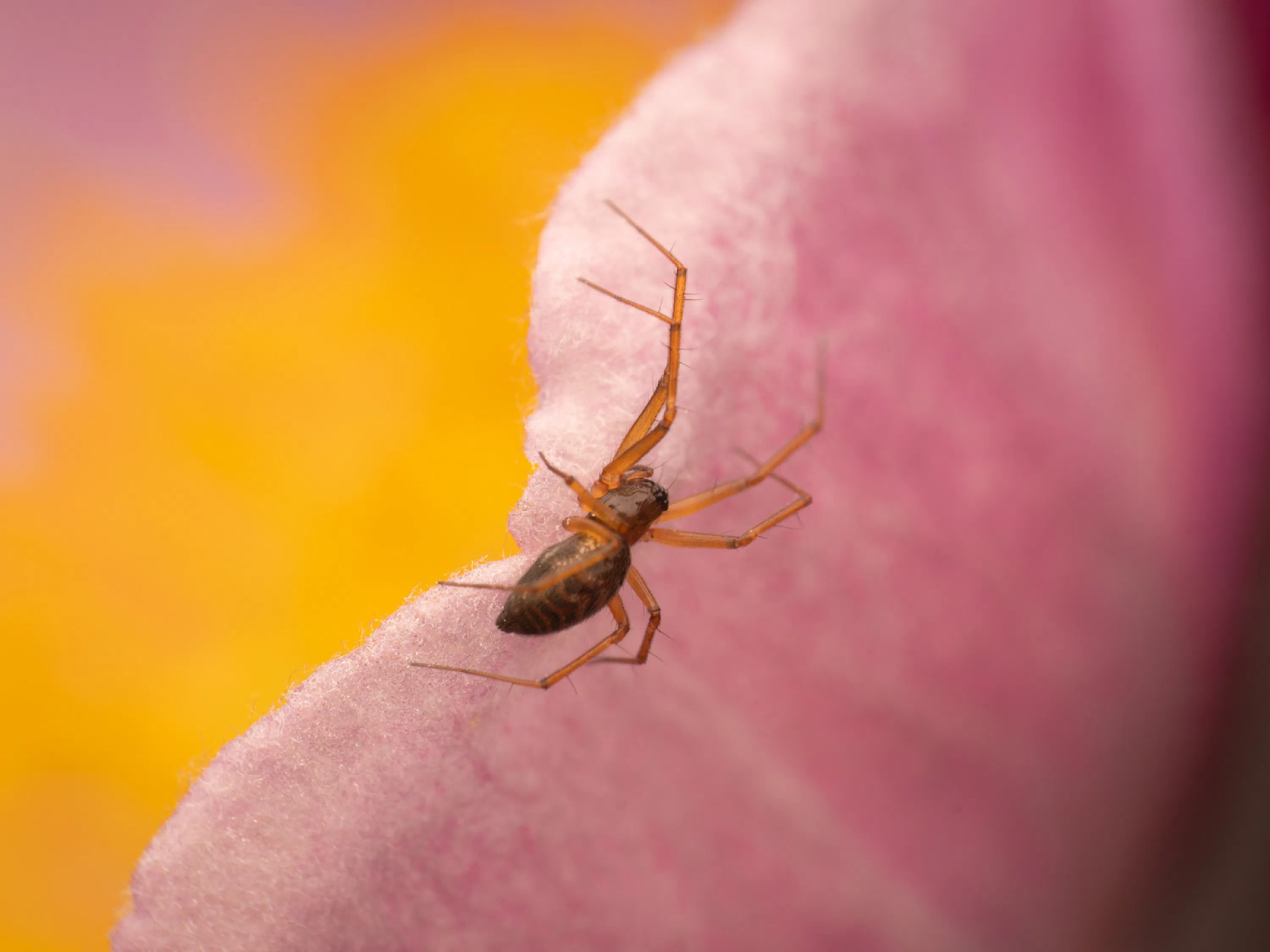 Linyphia hortensis