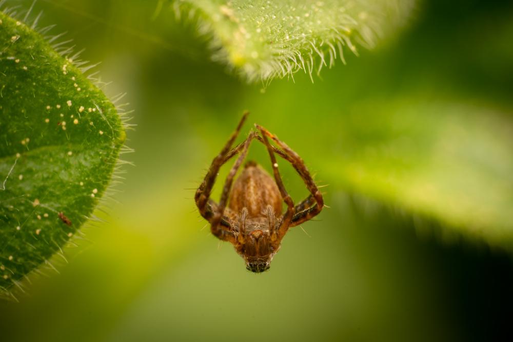 May 8, 2025 – Issue No. 629
– Issue No. 629: “Orbweavers“ Orbweavers