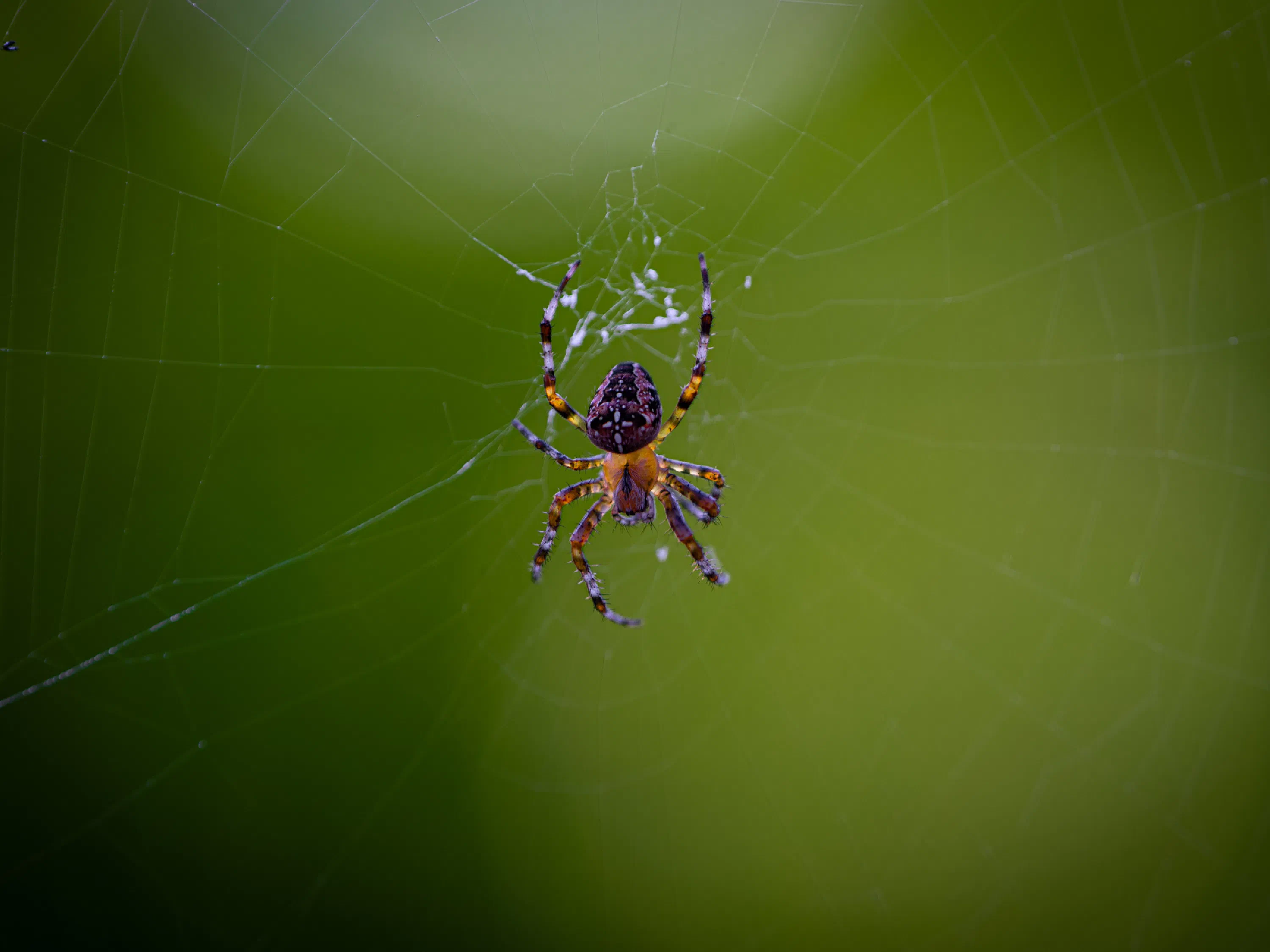 Araña Europea de Jardín