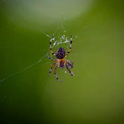 Cross Orbweaver
