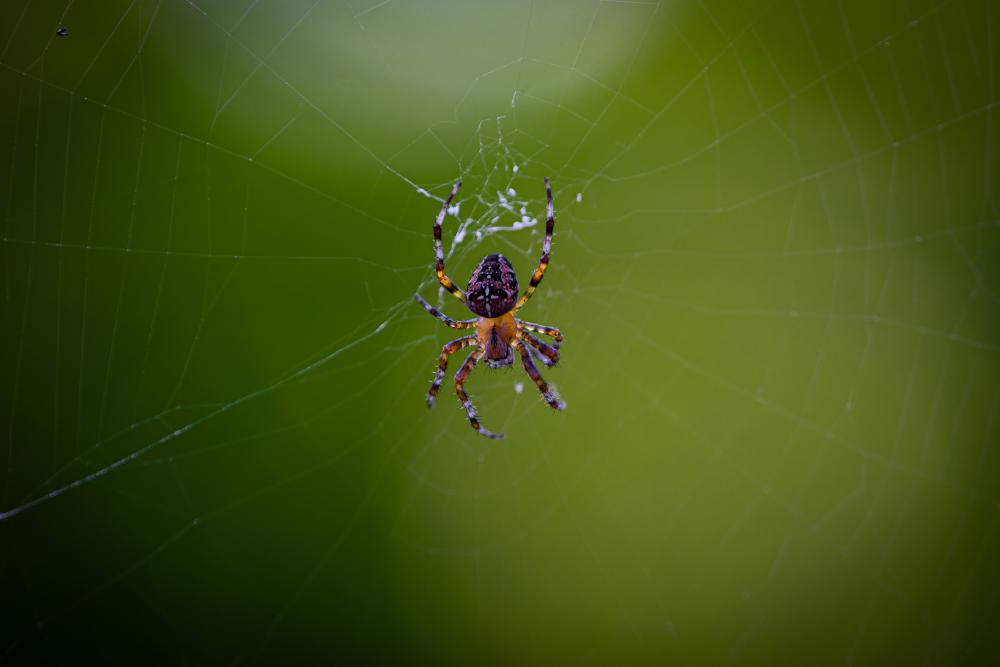 April 7, 2024 – Issue No. 233
– Issue No. 233: “Cross Orbweaver“ Cross Orbweaver