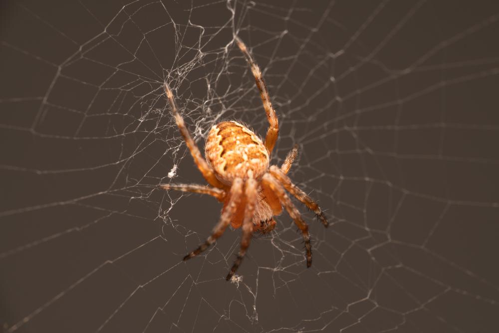 June 21, 2025 – Issue No. 673
– Issue No. 673: “Cross Orbweaver“ Cross Orbweaver