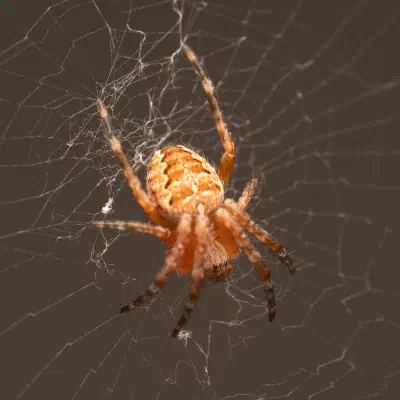 Cross Orbweaver