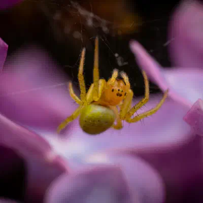 Araña Verde Común