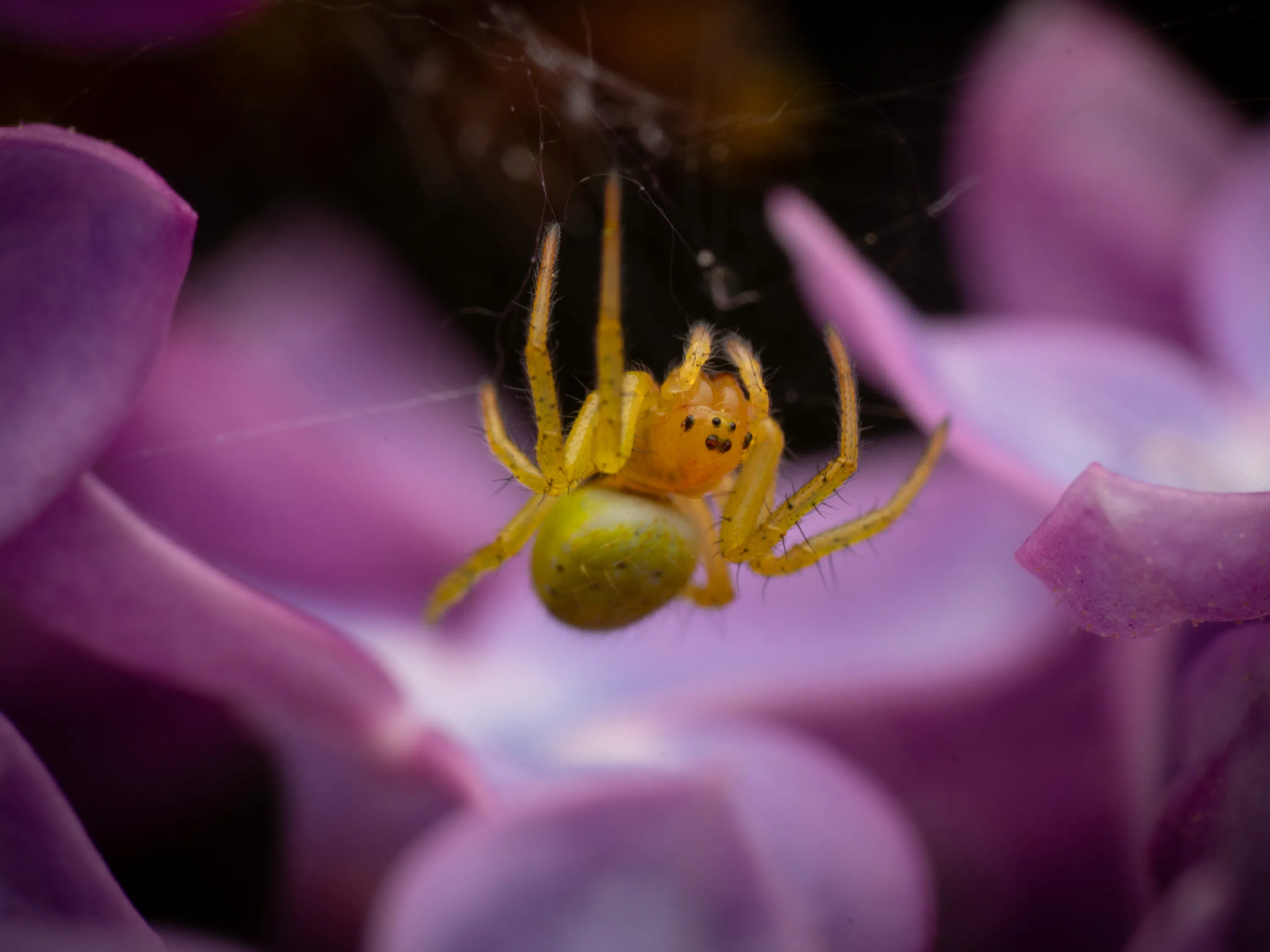 Araña Verde Común