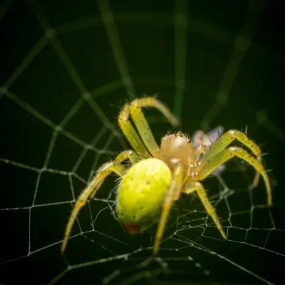 Araña Verde Común