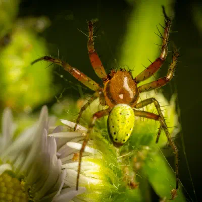 Araña Verde Común