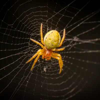 Araña Verde Común