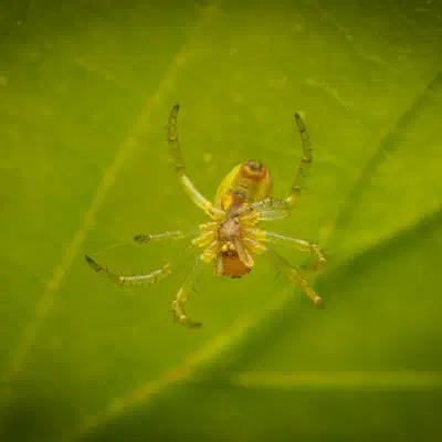 Araña Verde Común