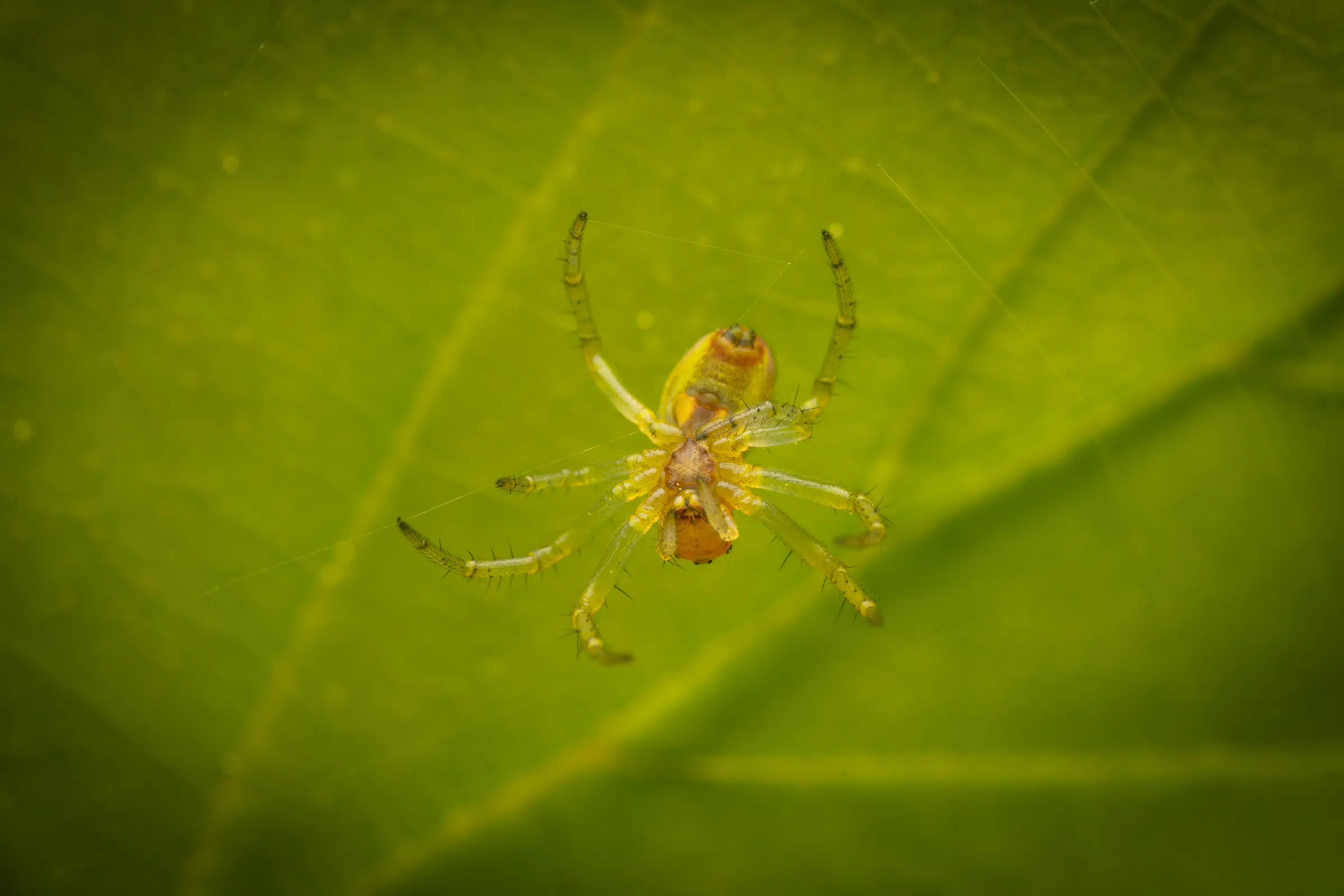 Araña Verde Común