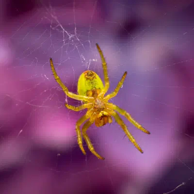 Araña Verde Común