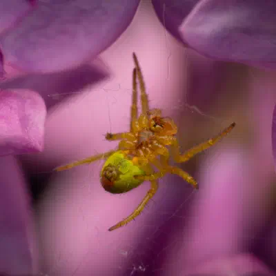 Araña Verde Común