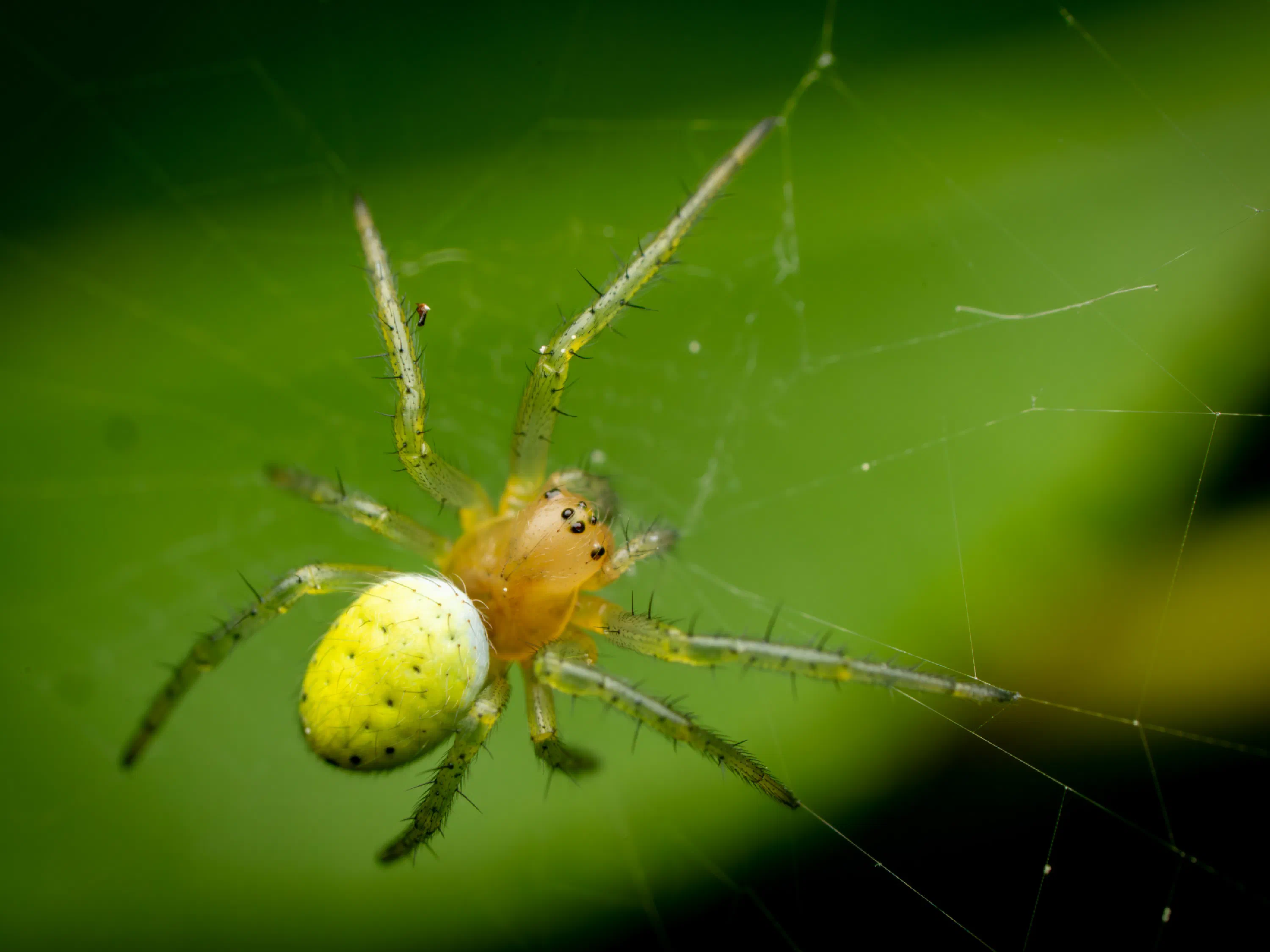 Araña Verde Común