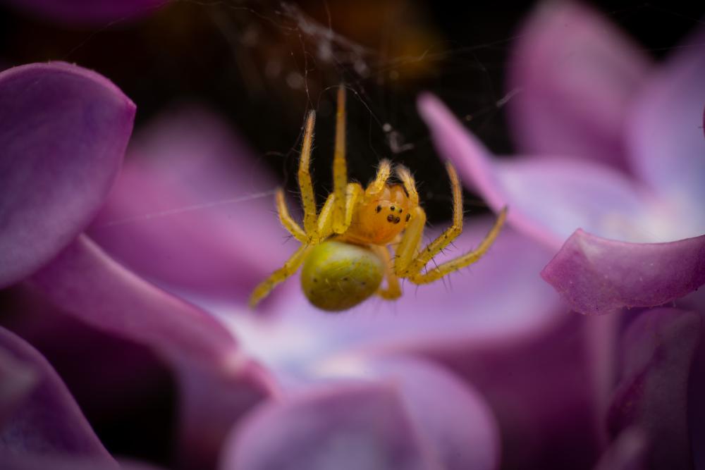 July 13, 2025 – Issue No. 695
– Issue No. 695: “Cucumber Green Spider“ Cucumber Green Spider