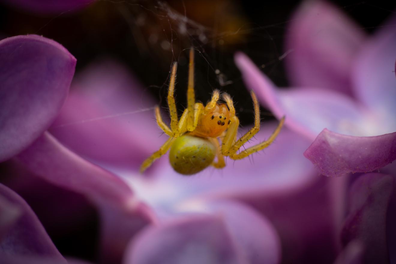 Cucumber Green Spider – No. 1