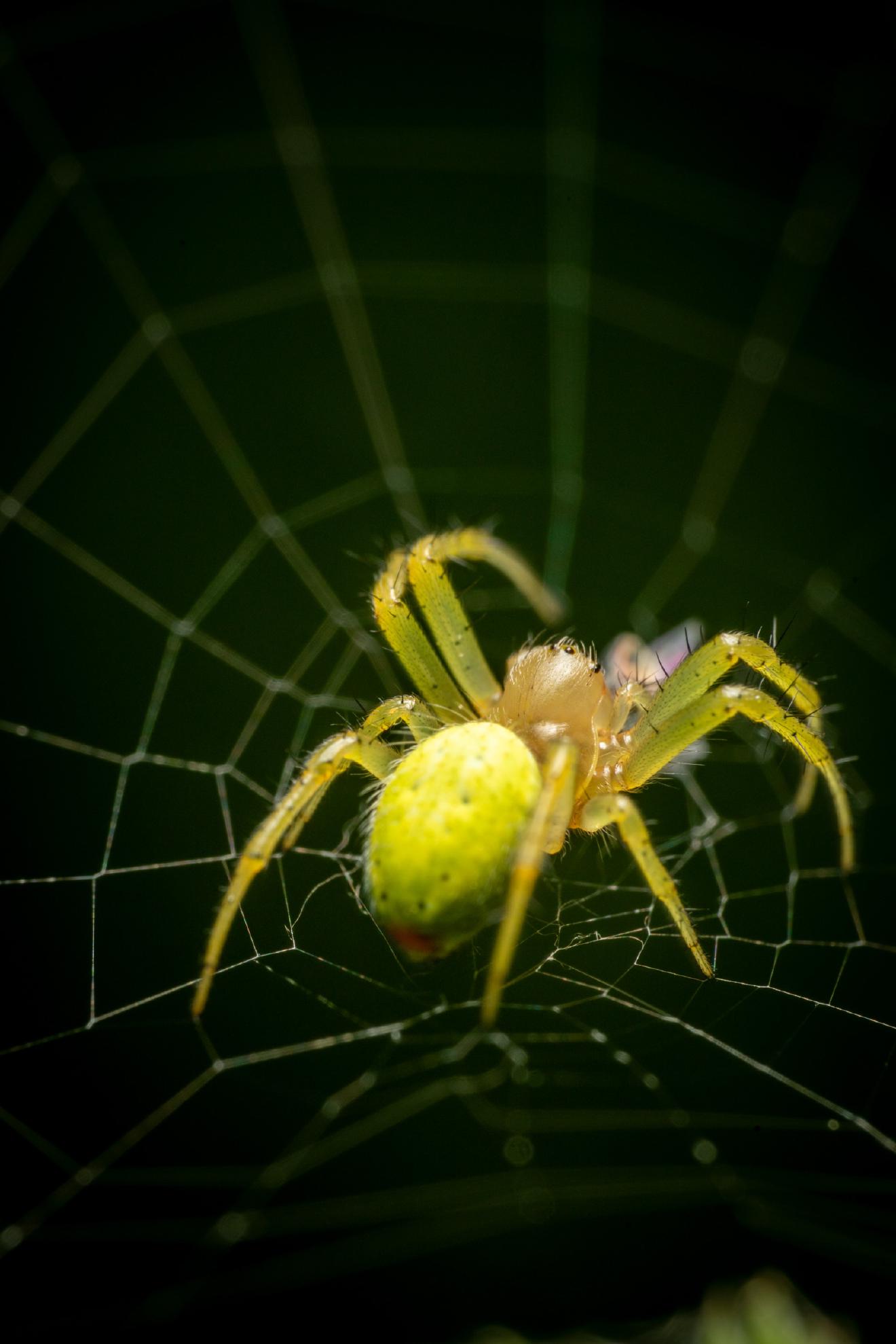 Cucumber Green Spider – No. 2