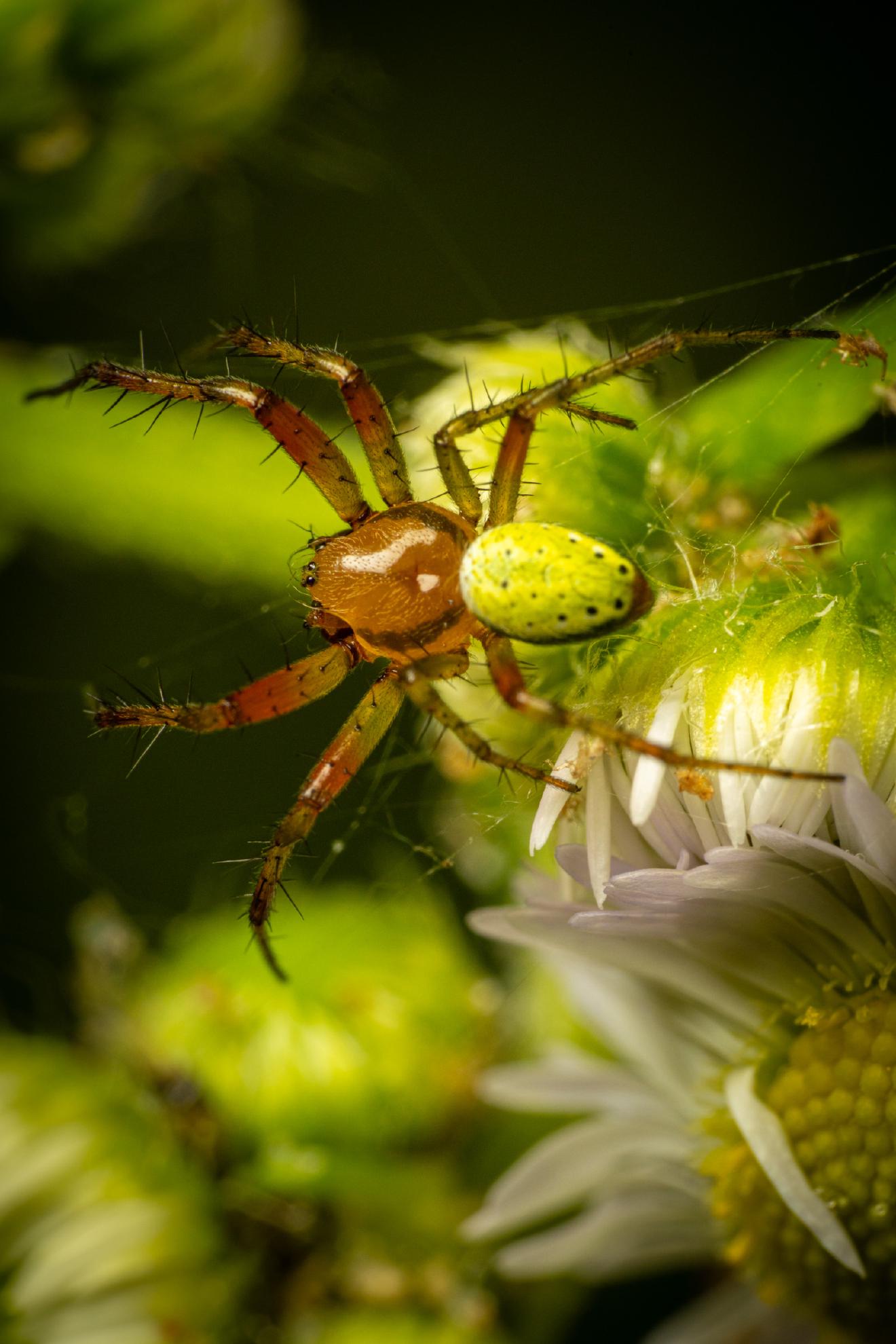 Cucumber Green Spider – No. 2