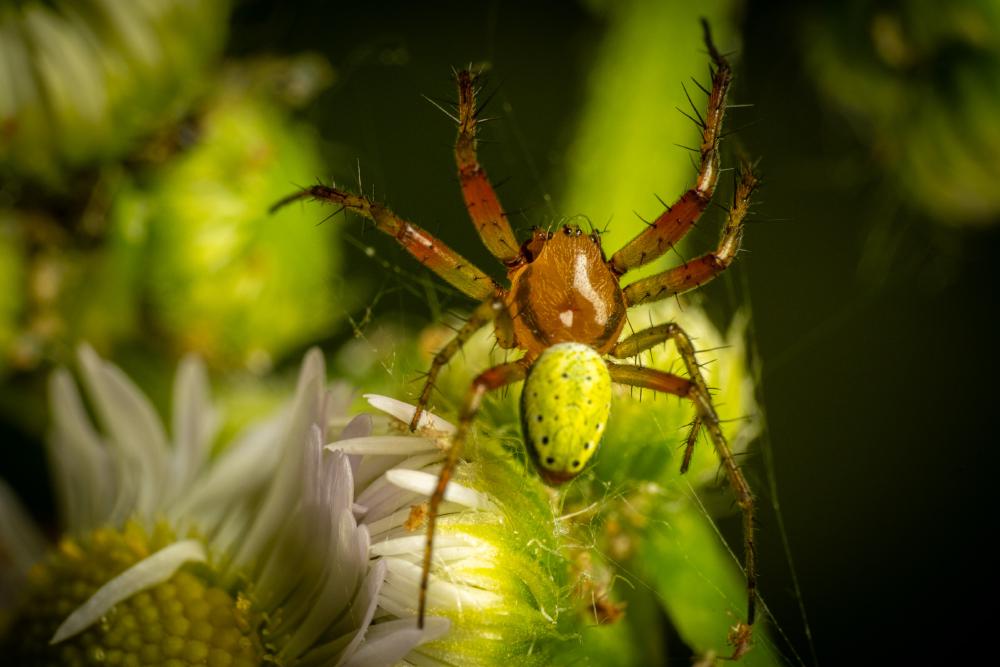 May 2, 2024 – Issue No. 258
– Issue No. 258: “Cucumber Green Spider“ Cucumber Green Spider