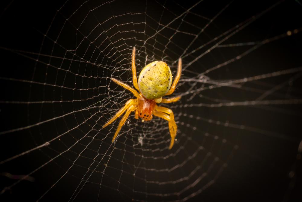April 10, 2025 – Issue No. 601
– Issue No. 601: “Cucumber Green Spider“ Cucumber Green Spider