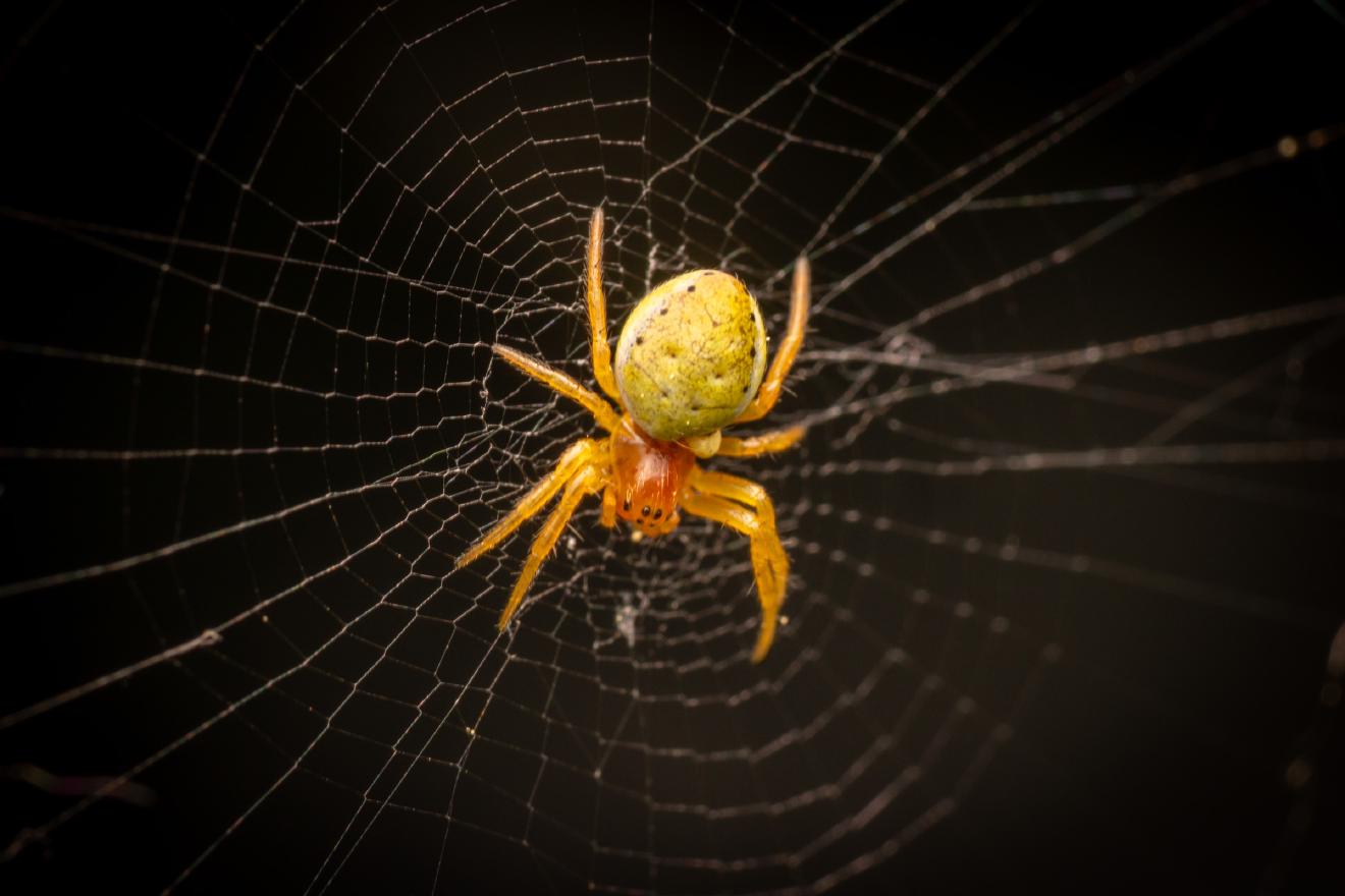 Cucumber Green Spider – No. 4