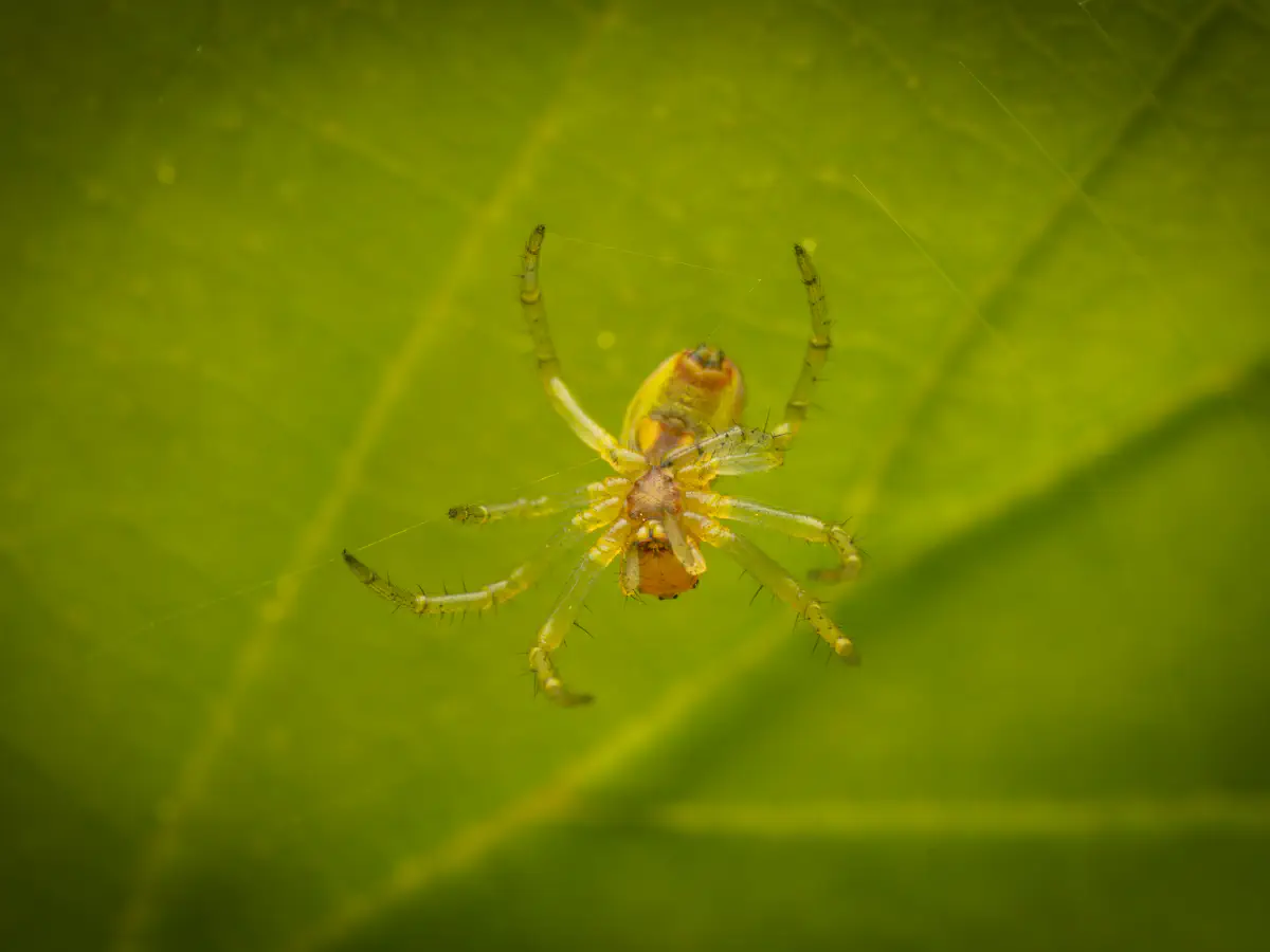 Araña Verde Común