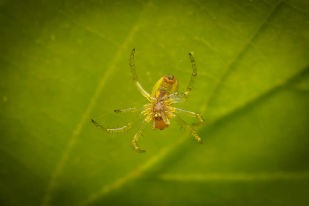 Cucumber Green Spider