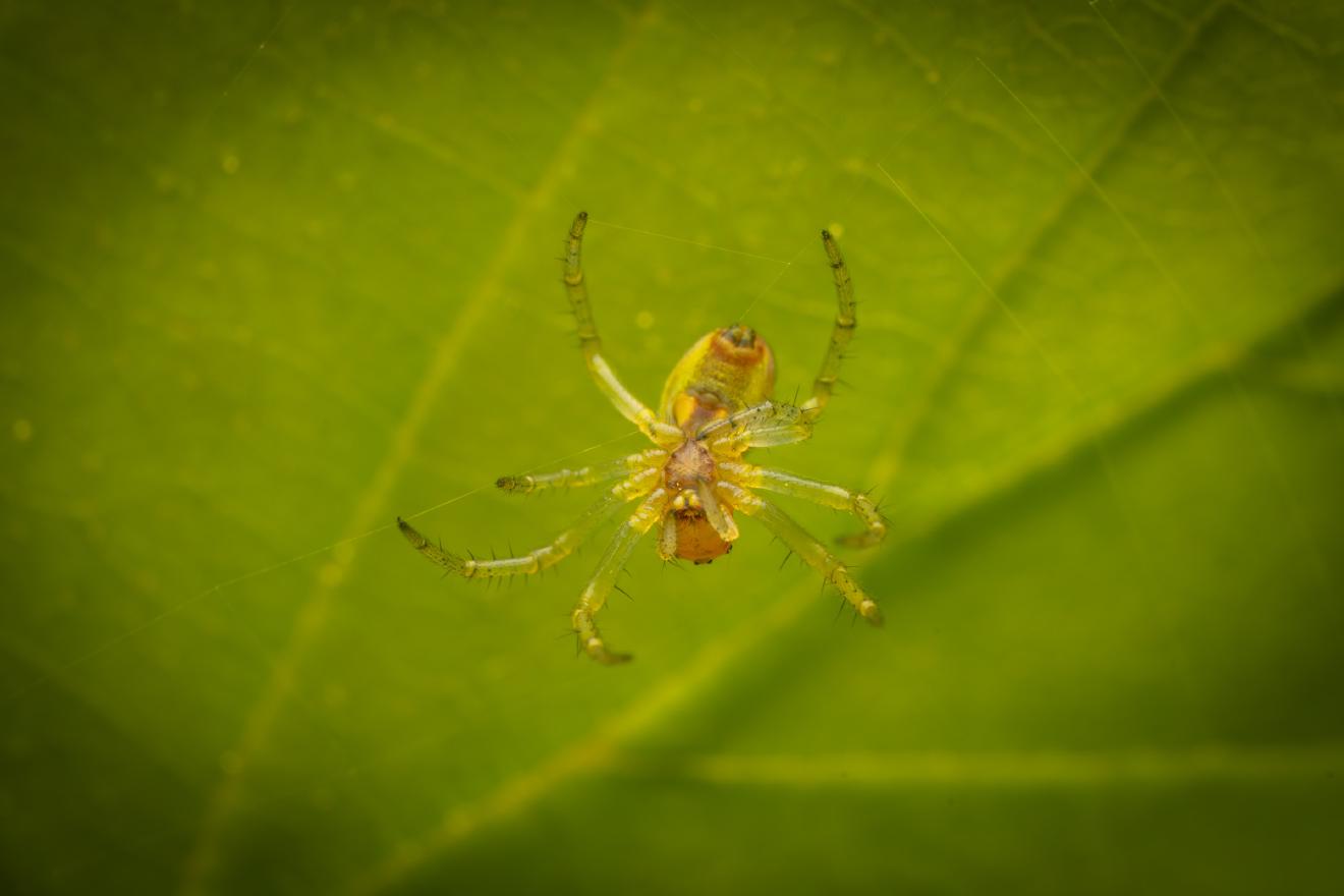 Cucumber Green Spider – No. 5