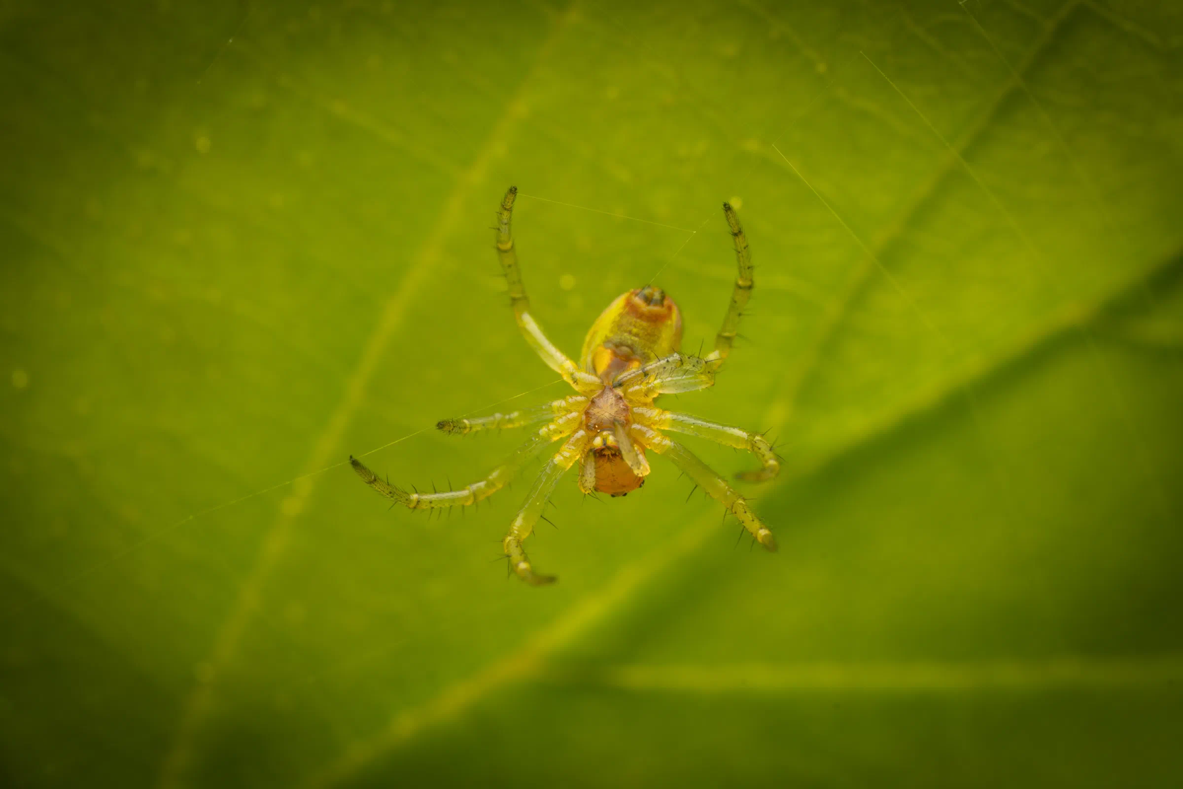 Araña Verde Común