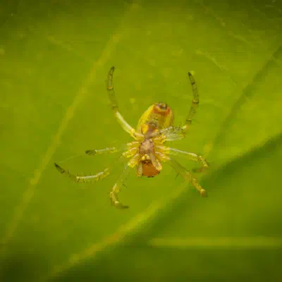 Cucumber Green Spider