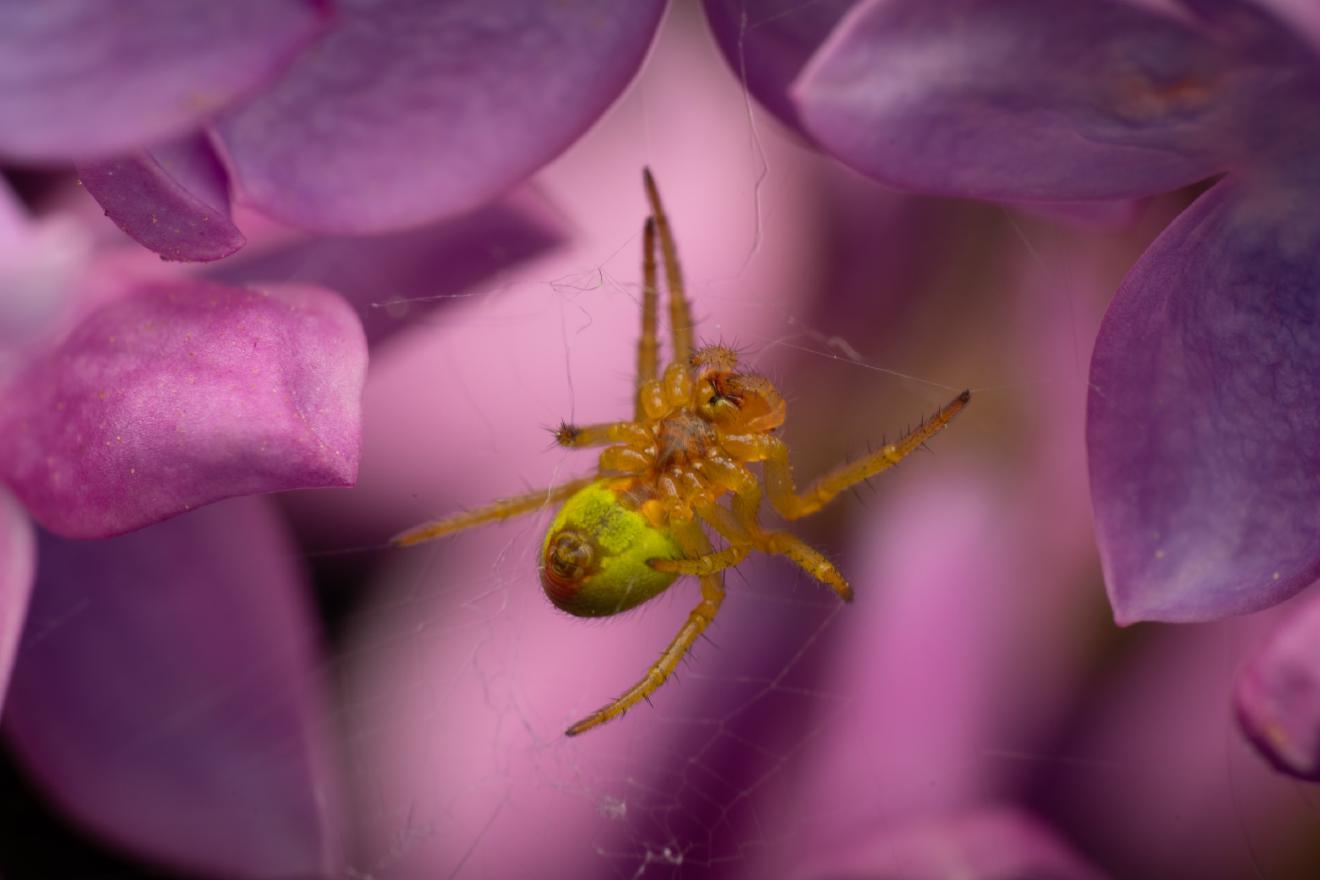 Cucumber Green Spider – No. 7