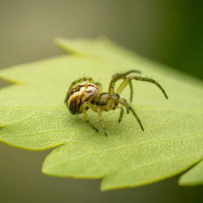 Mangore petite-bouteille